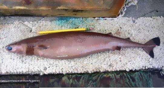 這種鯊魚被稱為海中平頭哥，咬電纜、啃潛艇，就連鯨魚都不放過